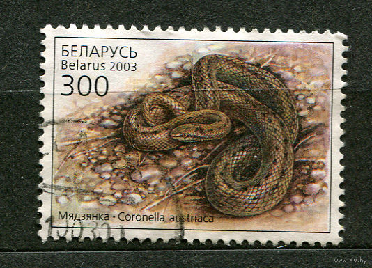 Змея. Медянка. Беларусь. 2003