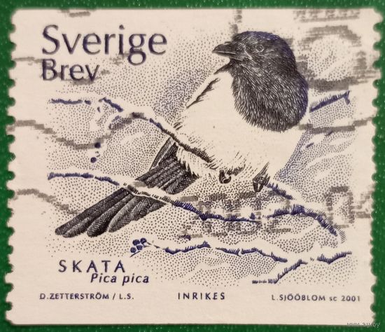 Швеция 2001. Фауна. Pica pica
