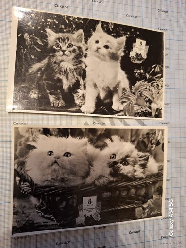 Фотооткрытки из 1990-х (за 1 шт.)