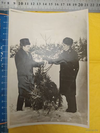 Выбор новогодней ? ели