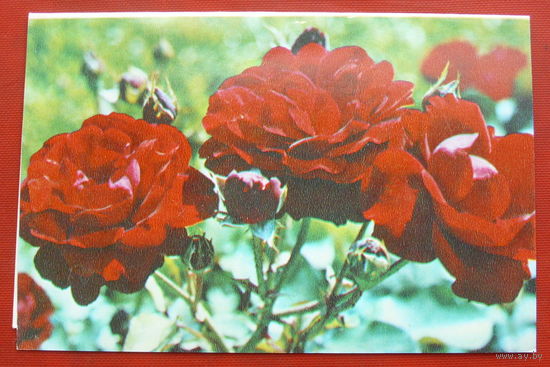 С днём рождения! Чистая. Двойная. 1981 года. Фото Матанова. 1438.