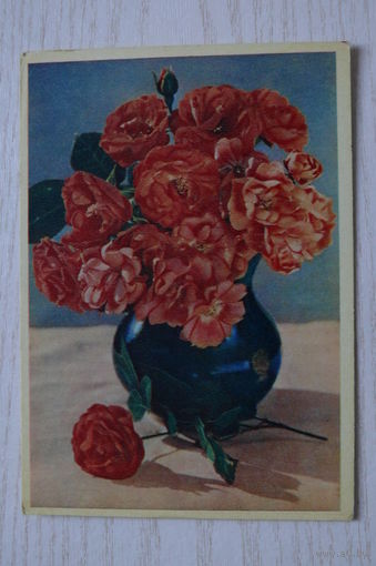 Шагин И.(фото), Полиантовые розы; 1960, чистая.