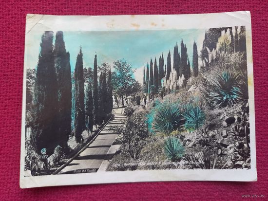 Сочи. Кипарисовая аллея в институте им. Сталина. Панова 1939 г. Чистая.