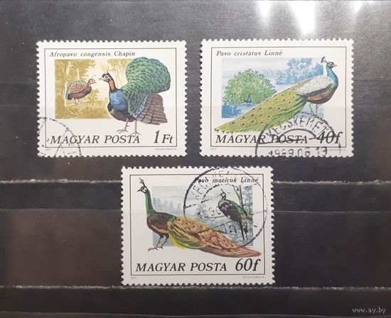 Венгрия. 1977 год. Фауна. Птицы. Павлины (1344)