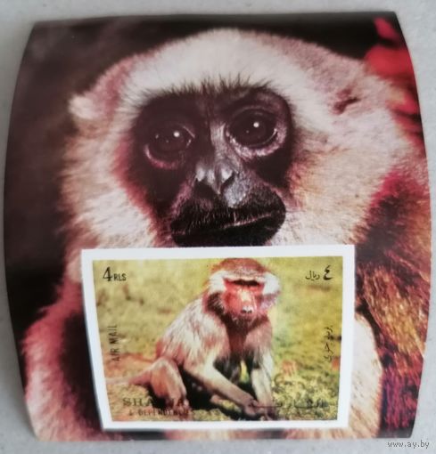 Шарджа. Обезьяны.