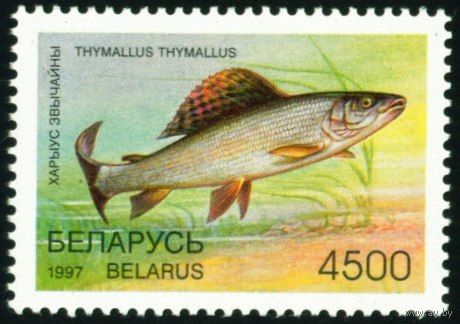 Редкие виды рыб водоемов Беларусь 1997 год (228) 1 марка