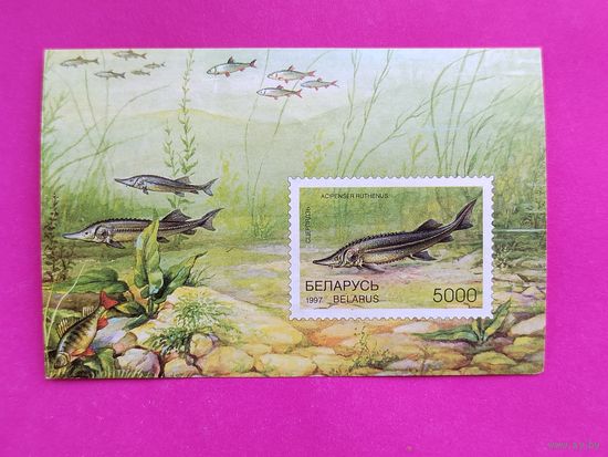 Беларусь. Стерлядь. ( Блок ) 1997 года. *107.