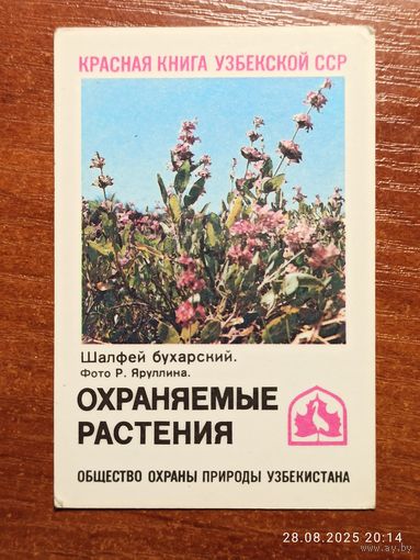 Календарик Шалфей Бухарский 1986 Яруллин