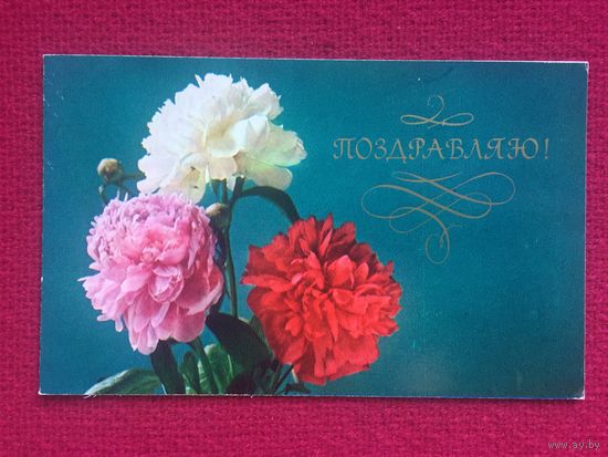Поздравляю! Дружкова 1974 г. Двойная.