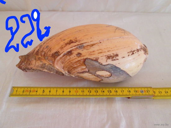 Ракушка большая океанская 1950-х годов ссср ,Шумит.