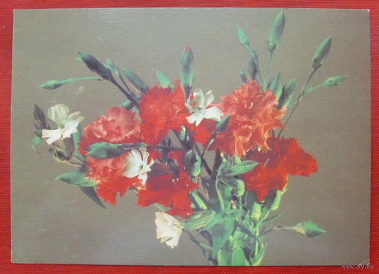 Гвоздики. Чистая. 1988 года. Савалова. 1400.