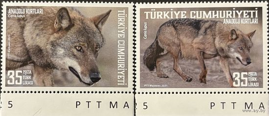 Марки Турция 2025 фауна волки хищники MNH