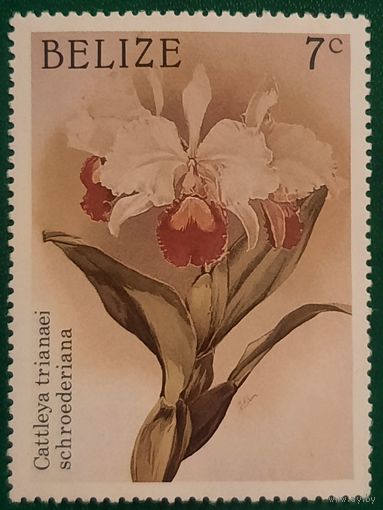 Белиз. Флора. Cattleya trianaei Shroederiana