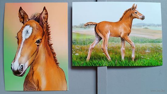 Жеребёнок. Открытки, глянец
