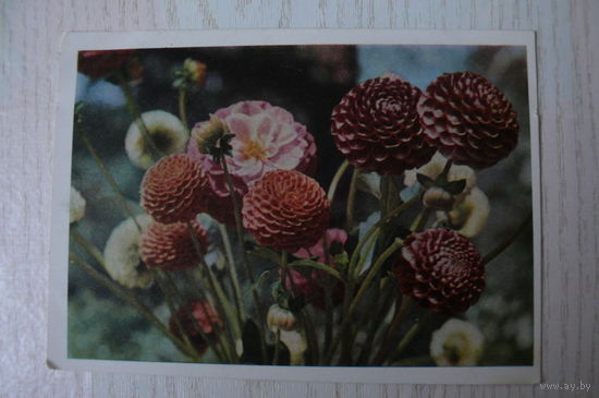 Смоляков П., Георгины; 1966, чистая, ДМПК.