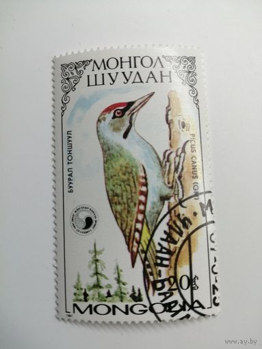 Монголия 1987. Дятлы.