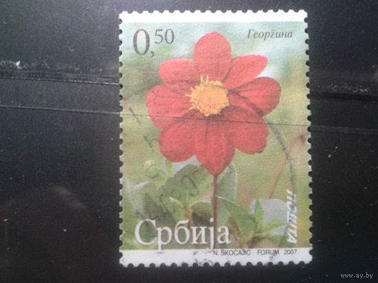 Сербия, 2007. Георгин