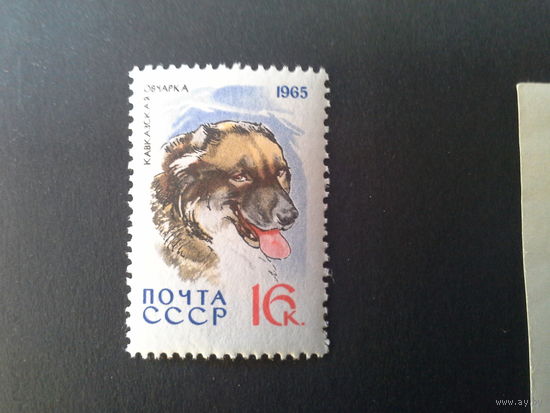 Ссср 1965. Кавказская овчарка.