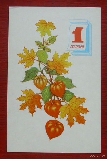 1 сентября! Чистая. 1971 года. Соколова. 1854.