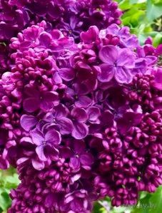 Сирень саженец