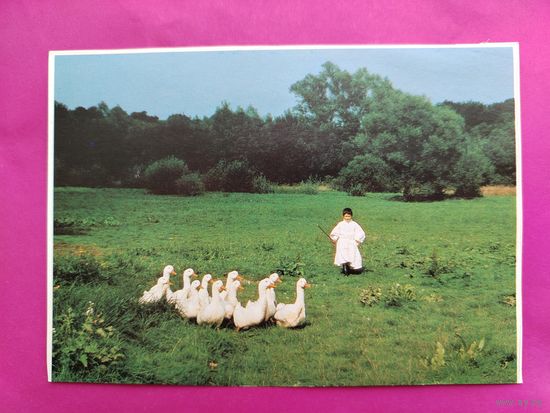 Мальчик из Чургонадьмартона. Будапешт. Чистая. 2681.