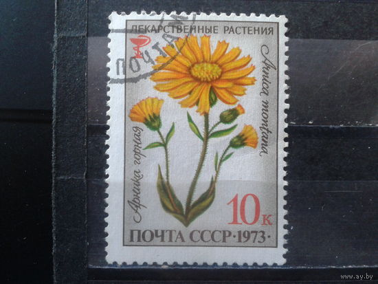 1973 Арника горная