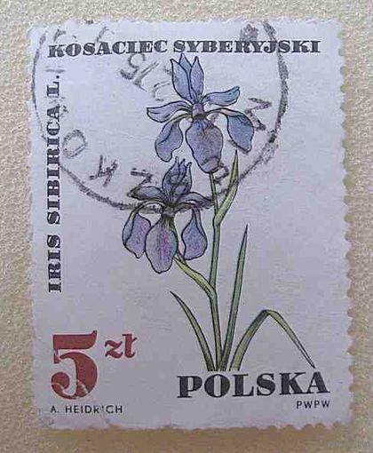 Ирис
