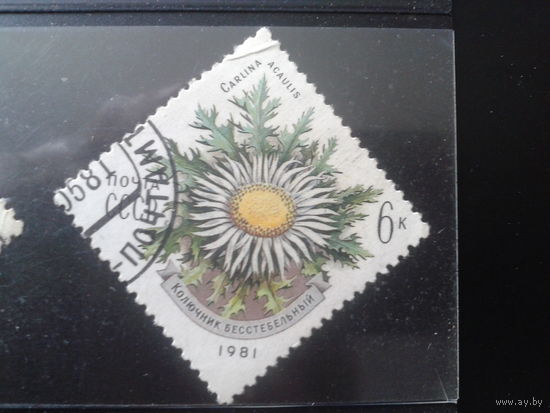 1981 Колючник