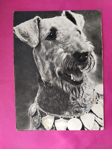 Эрдель-терьер. Чистая. 1968 года. Фото Елисеева. 2596.