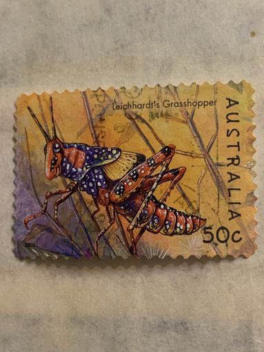 Австралия 2003. Фауна. Кузнечик