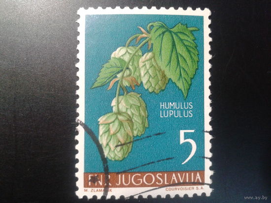 Югославия, 1955. Хмель