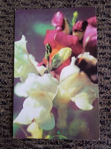 1978 год Н.Гаврилович Вiншую!