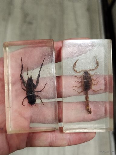 Два насекомых