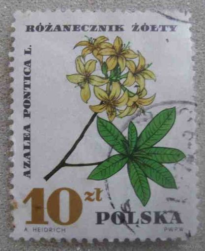 Азалия