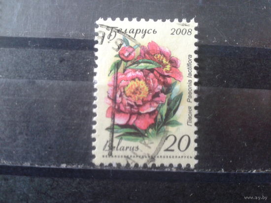 2008 Стандарт, пион