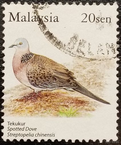 Малайзия. Флора. Птицы. Streptopelia Chinensis