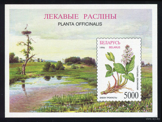 1996_Бабок трехлистный.