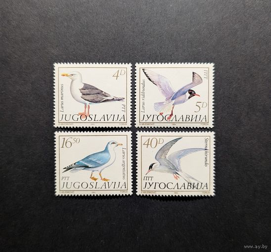 Птицы Чайки крачки серия Фауна 4м ** Югославия 1984 Mi 2055-2058