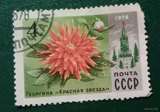 Марка СССР 1978  Георгина "Красная звезда "