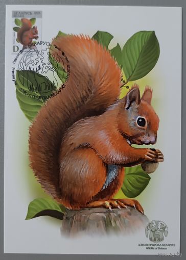 Картмаксимум "Белка". Дикая природа Беларуси.