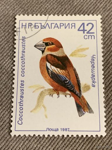Болгария 1987. Птицы. Coccothraustes. Марка из серии