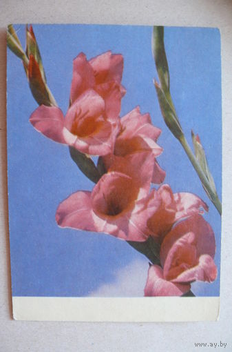 Рязанцев А., Гладиолус, 1970, подписана.