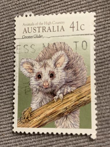 Австралия. Greater Glider