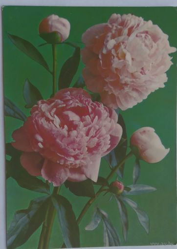 Открытка ,,пионы,, 1977 г. подписана