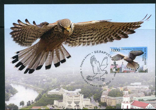 Сокол Хищные птицы Фауна 2010 Беларусь Белоруссия 1 Картмаксимум