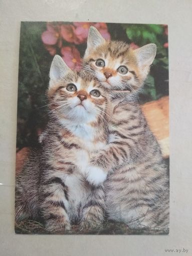 Карманный календарик. Кошки . 1996 год