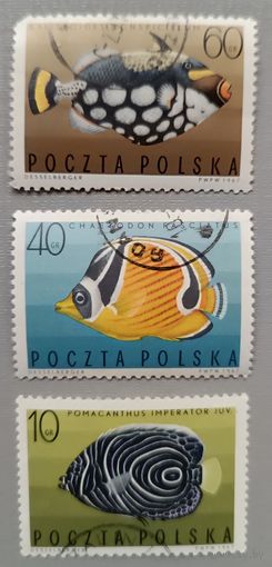 Польша, 1967. Рыбы