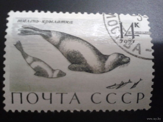 СССР 1971 тюлень