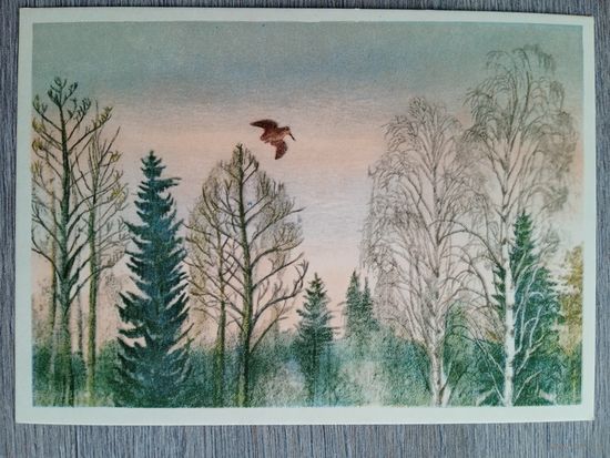 1958. Курдов. Тяга вальдшнепов