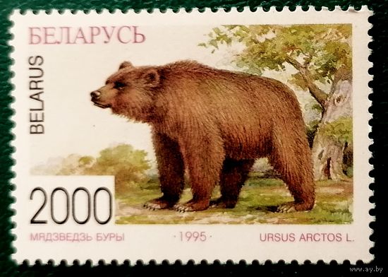 Беларусь Бурый медведь 2000